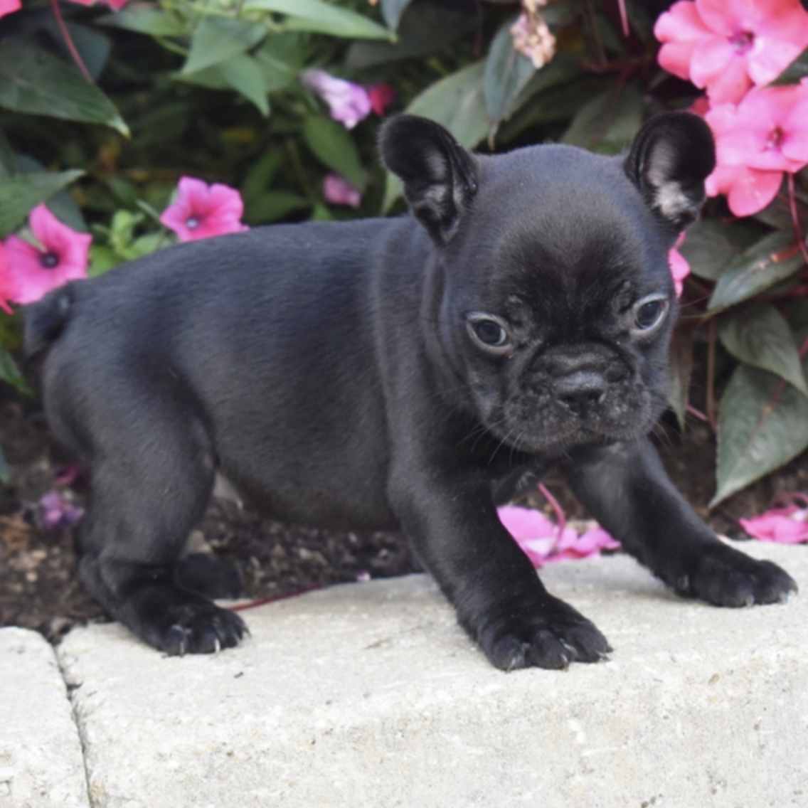 comprar cachorros sanos, baratos y asequibles para la venta